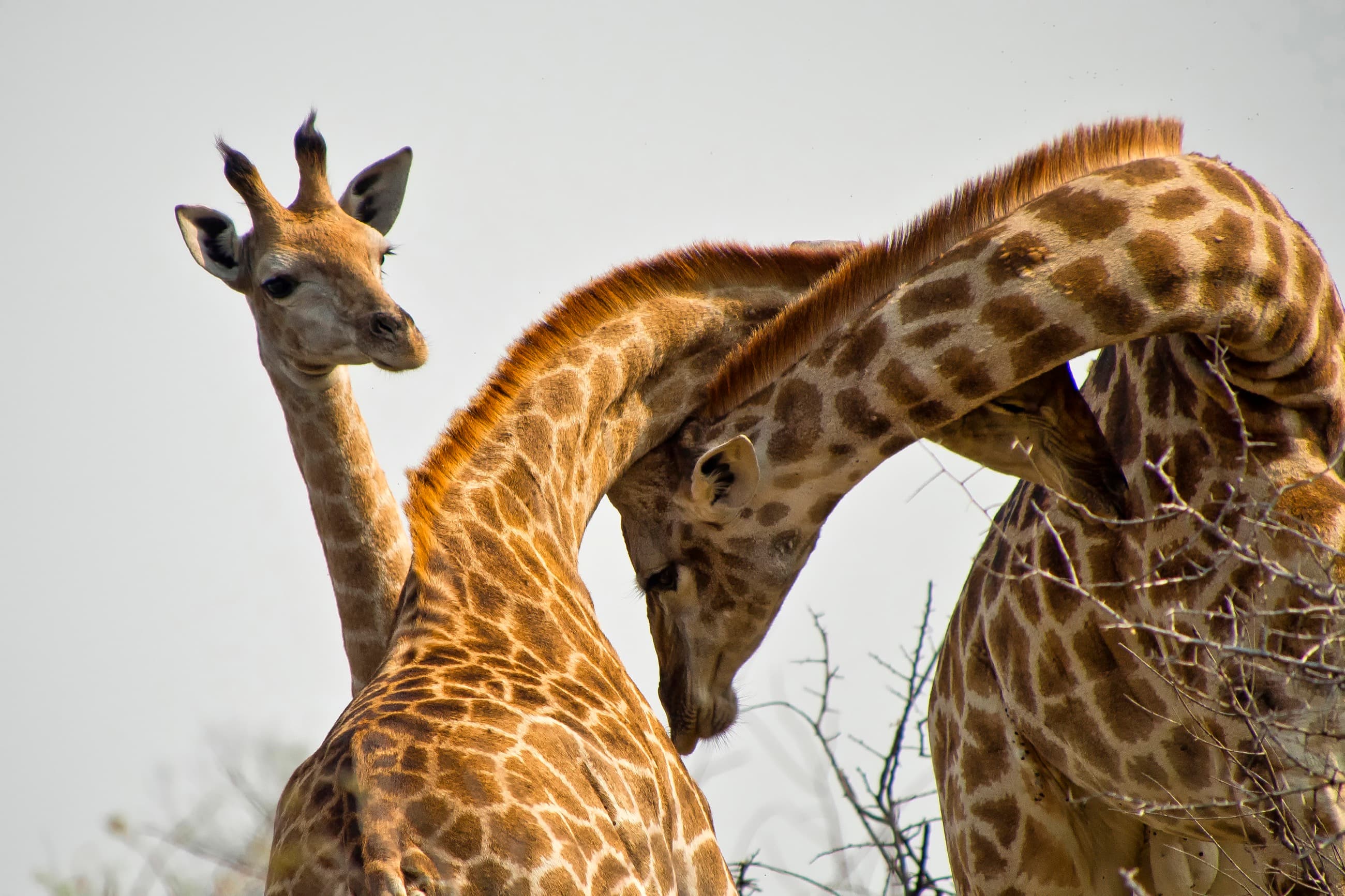 Private Big Five