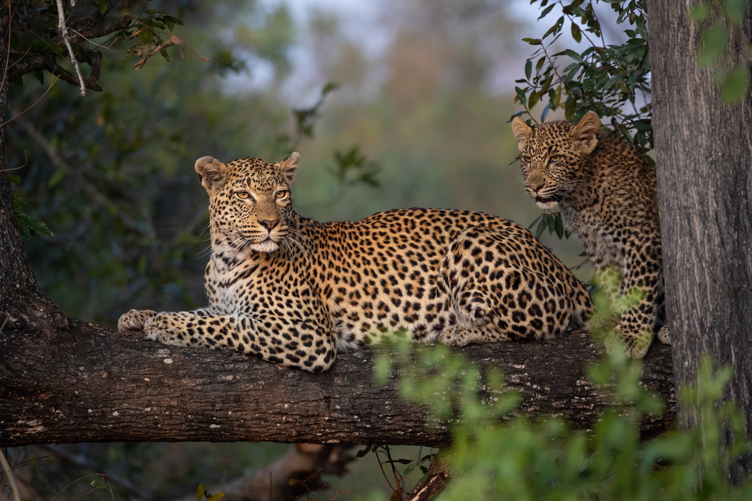 Photography Safari